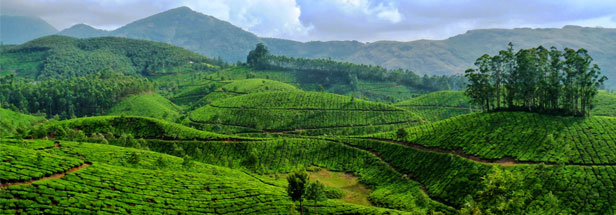 13 Must Visit Places in Munnar